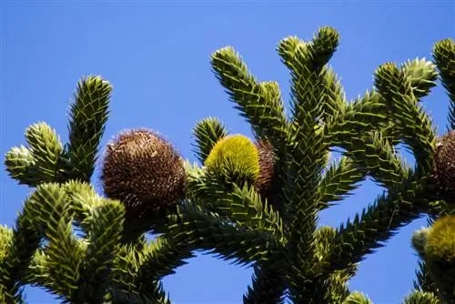 Araucaria : À quoi ressemblent les fleurs et quand apparaissent-elles ?