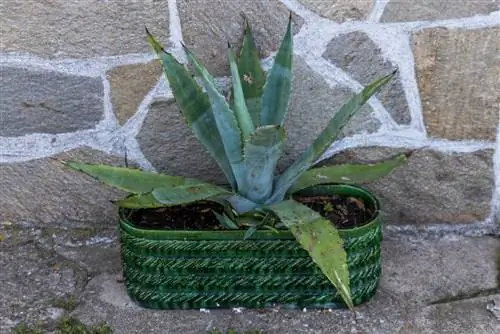 macchie marroni di agave