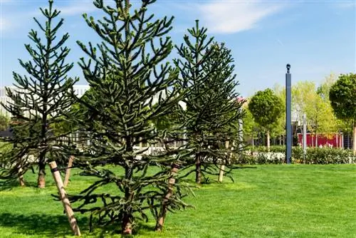 El árbol exótico de Alemania: la araucaria en foco