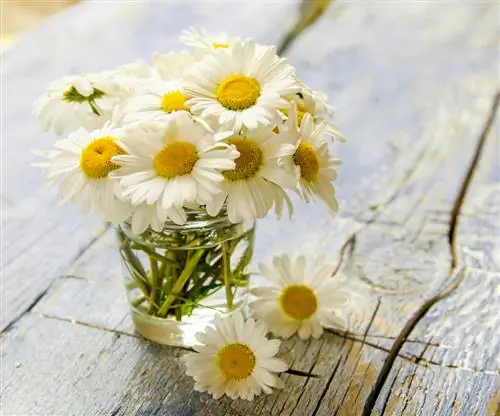 fleurs coupées en marguerite