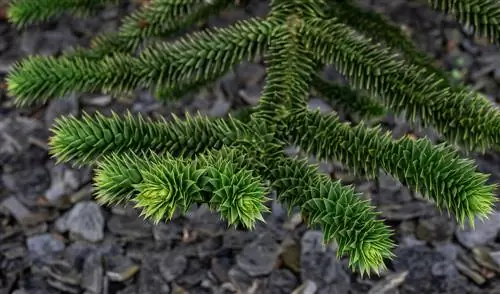 rễ cây araucaria