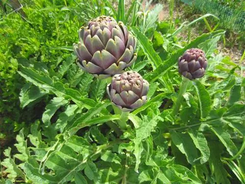 Artichoke sebagai pengumpan berat: kebutuhan nutrisi dan pemupukan