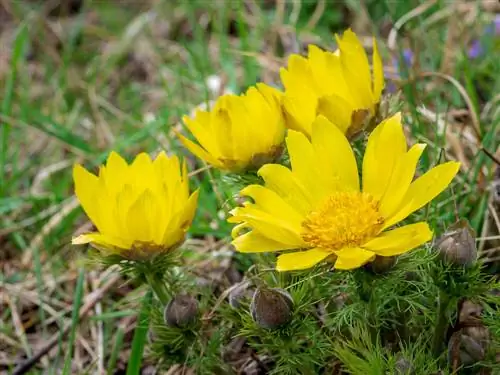 Adonis-rose in die tuin: Watter ligging is die beste?