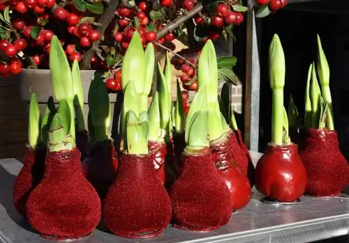 Conserva l'amaryllis senza acqua: questo lo mantiene fresco più a lungo