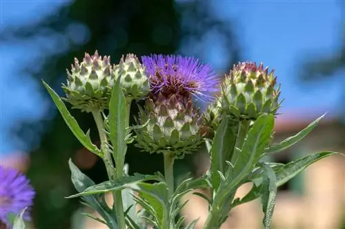 planta parecida a la alcachofa