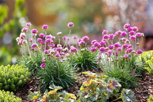 Cloves against snails: natural protection in the garden