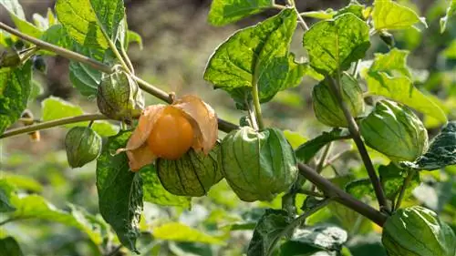 Tinatangkilik ang Andean berries: Aling bahagi ng halaman ang nakakalason?