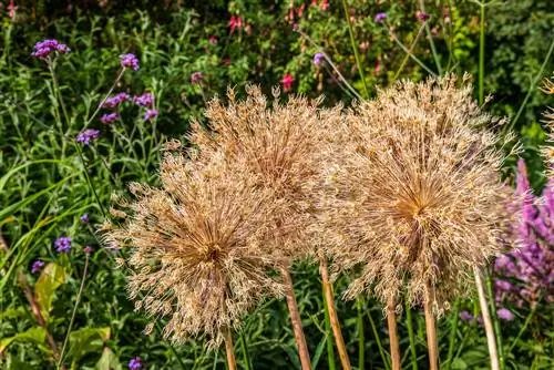 Hvordan man succesfuldt formerer Allium Schubertii