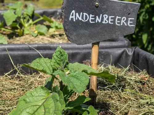 Baia andina: temperatura òptima per a la germinació i el creixement