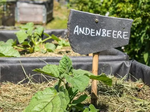 dyrking av andinske bær