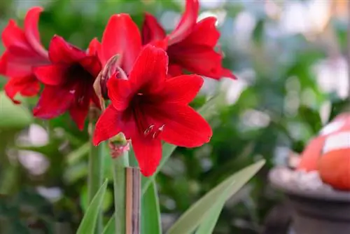 Stöd amaryllis: Så här förhindrar du att blomman böjer sig