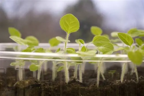 Germinador ligero de bayas andinas