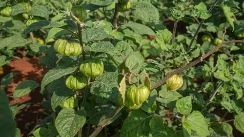 Kombinasi taman: Tanaman mana yang cocok dengan buah beri Andean?