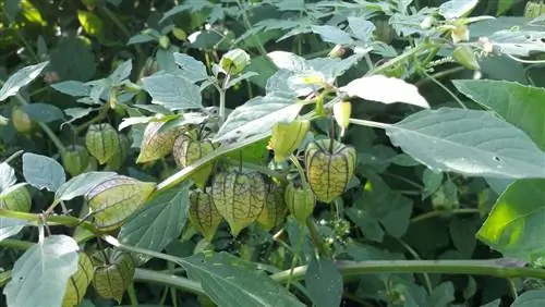 folhas de physalis ficam brancas