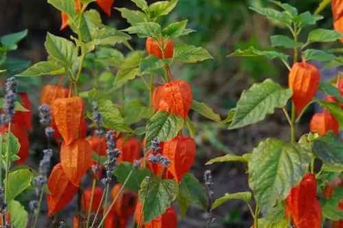 Physalis en soortgelijke planten: herkennen en onderscheiden