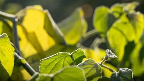 Physalis z żółtymi liśćmi? Przyczyny i środki zaradcze