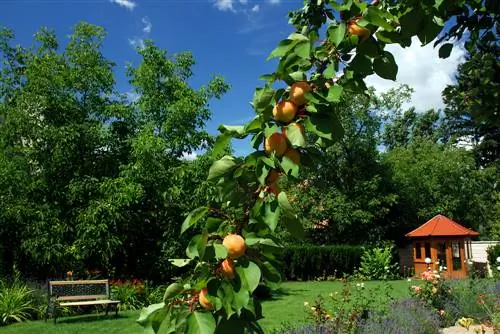 groei van appelkose