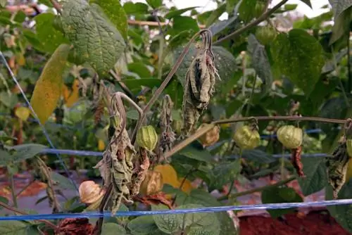 les fulles de physalis es tornen fosques