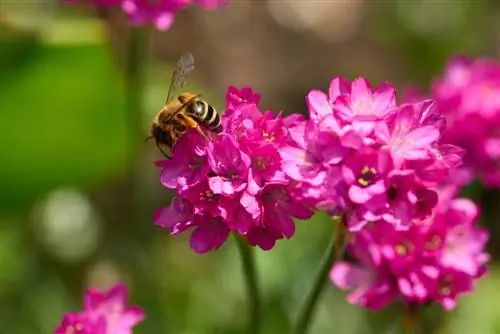 Clove-bee friendly