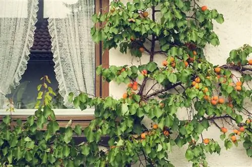 Cultivating an apricot tree on the balcony: varieties & instructions