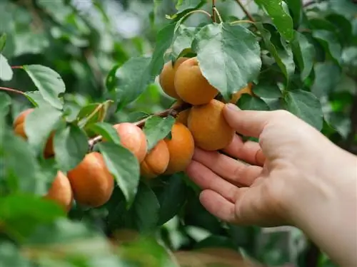 Raccogliere correttamente le albicocche: qual è il momento perfetto?