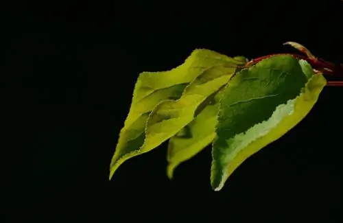 Apricot tree leaves roll up