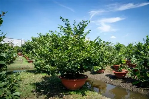 Pohon aprikot dalam ember