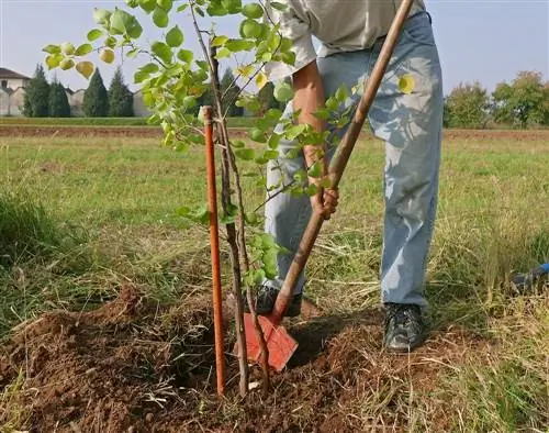 transplantera aprikosträd