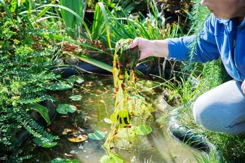 Mengeluarkan alga dalam kolam: kaedah dan petua yang berkesan