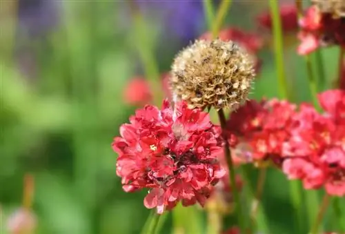 Pagpa-brown ng mga carnation ng damo: Ano ang gagawin at paano ito maiiwasan?