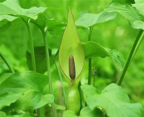 Arum: The impressive flower in different colors