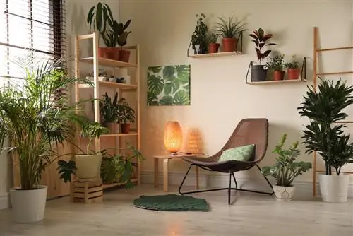 Plants and indoor climate: How effective are they really?