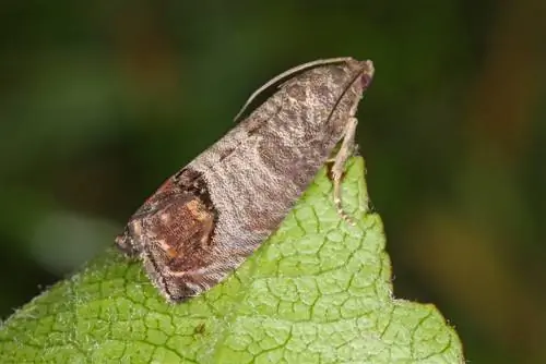 arna de la teranyina de la poma