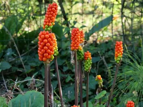 arum độc