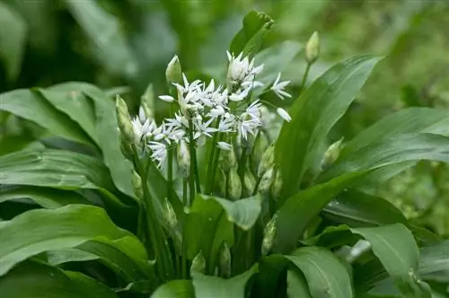 Arum and wild garlic: tips for reliable identification