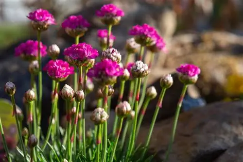 Sprinkhanen in de tuin: hoogte, groeikenmerken en variëteiten