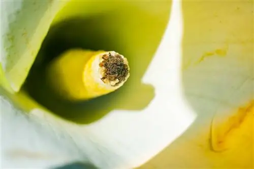 arum de polenizare