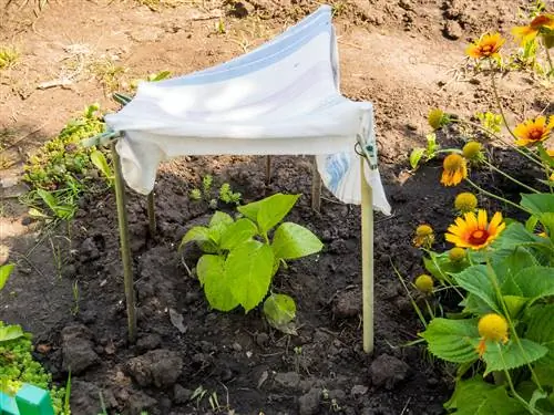 căldură de hortensie