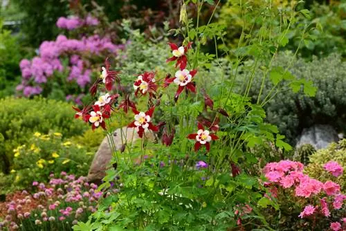 columbine size