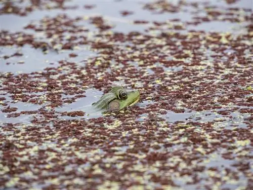 Alga perang dalam kolam: Bagaimana untuk mengenali dan mengeluarkan?