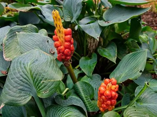 arum propagation