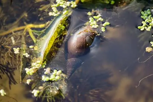 pond snail algae eaters