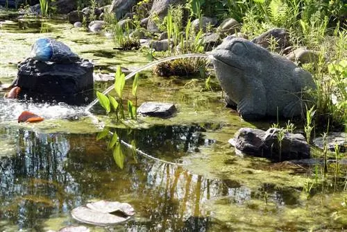 виды водорослей-водорослей в пруду