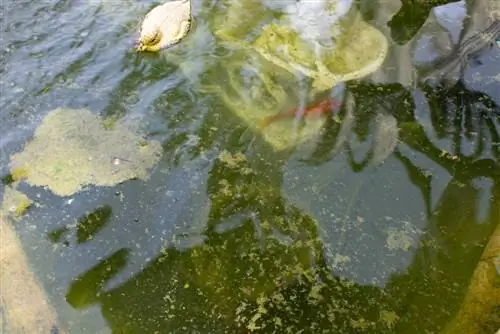 Eikenhout in de vijver: Natuurlijke hulp tegen algengroei