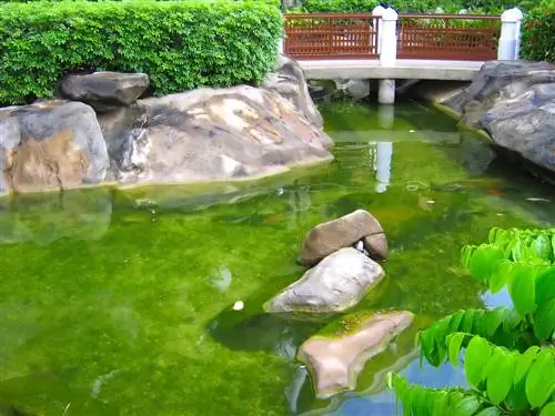 floating algae-algae-in-the-pond