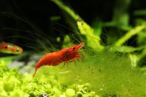 Gamberetti Amano: il mangiatore di alghe ideale per il tuo laghetto da giardino