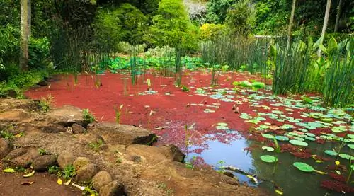 ganggang merah di kolam