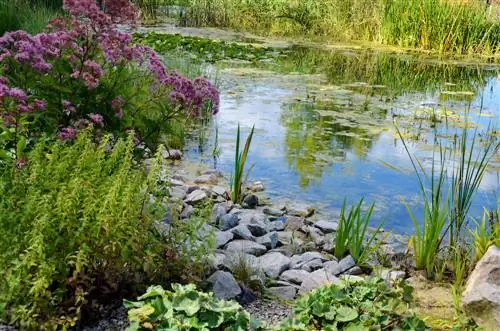 Лимонная кислота против водорослей в пруду