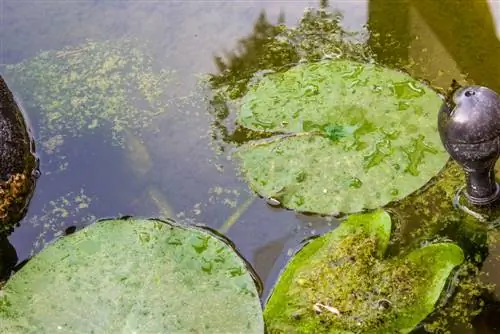 muối chống tảo trong ao