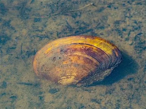 Kolam kerang melawan alga: penolong yang efektif di kolam taman